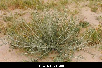 العاقــــــول يعرف النبات علميا باسم Alhagi Graecorum