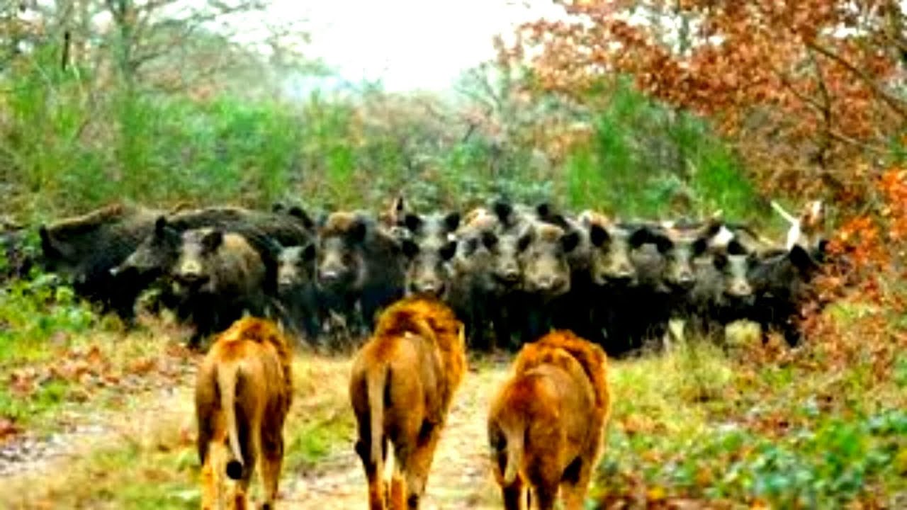 صراع الأسود المفترسة والخنازير البرية / صراع البقاء / في عالم الحيوان